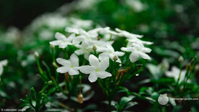 fleurs odorantes