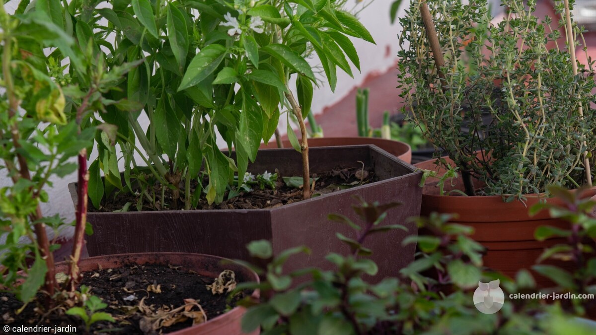 potager petit espace