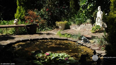 soins plantes