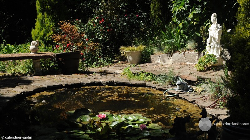 soins plantes
