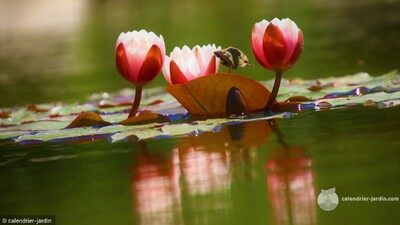 plante jardin