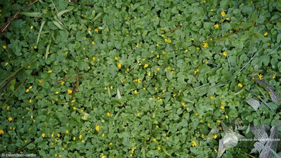 mauvaises herbes