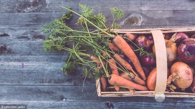 potager annuel