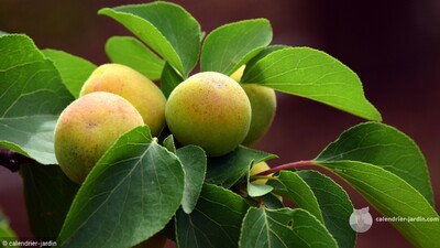 fruitiers nains